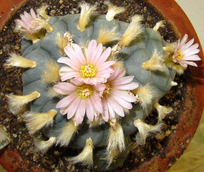 Lophophora Williamsii mutation